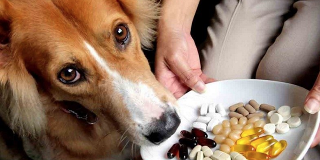 Köpek Vitamin ve Ek Besinleri: Sağlıklı Bir Yaşam İçin Temel İhtiyaçlar