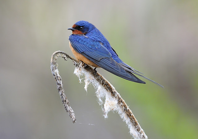 Golondrina Común