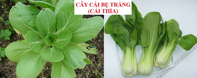 Tự Chữa Bệnh Bằng Cây Thuốc Nam - CÂY CẢI BẸ TRẮNG (CẢI THÌA)