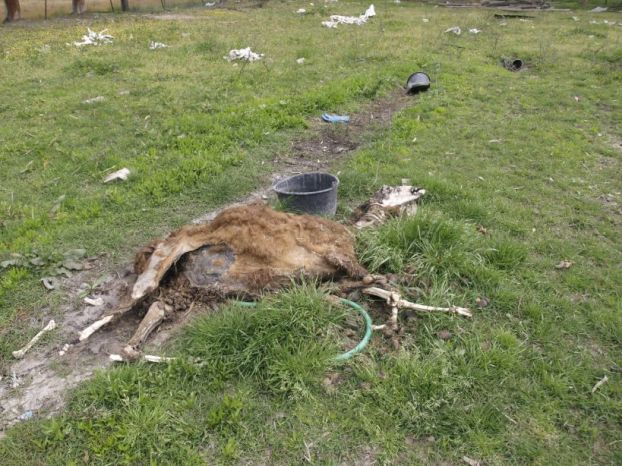 ΦΡΙΚΗ ΣΤΗΝ ΠΑΤΡΑ: Δεμένα ζώα λιμοκτονούν δίπλα σε κουφάρια [ΠΡΟΣΟΧΗ ΣΚΛΗΡΕΣ ΕΙΚΟΝΕΣ]