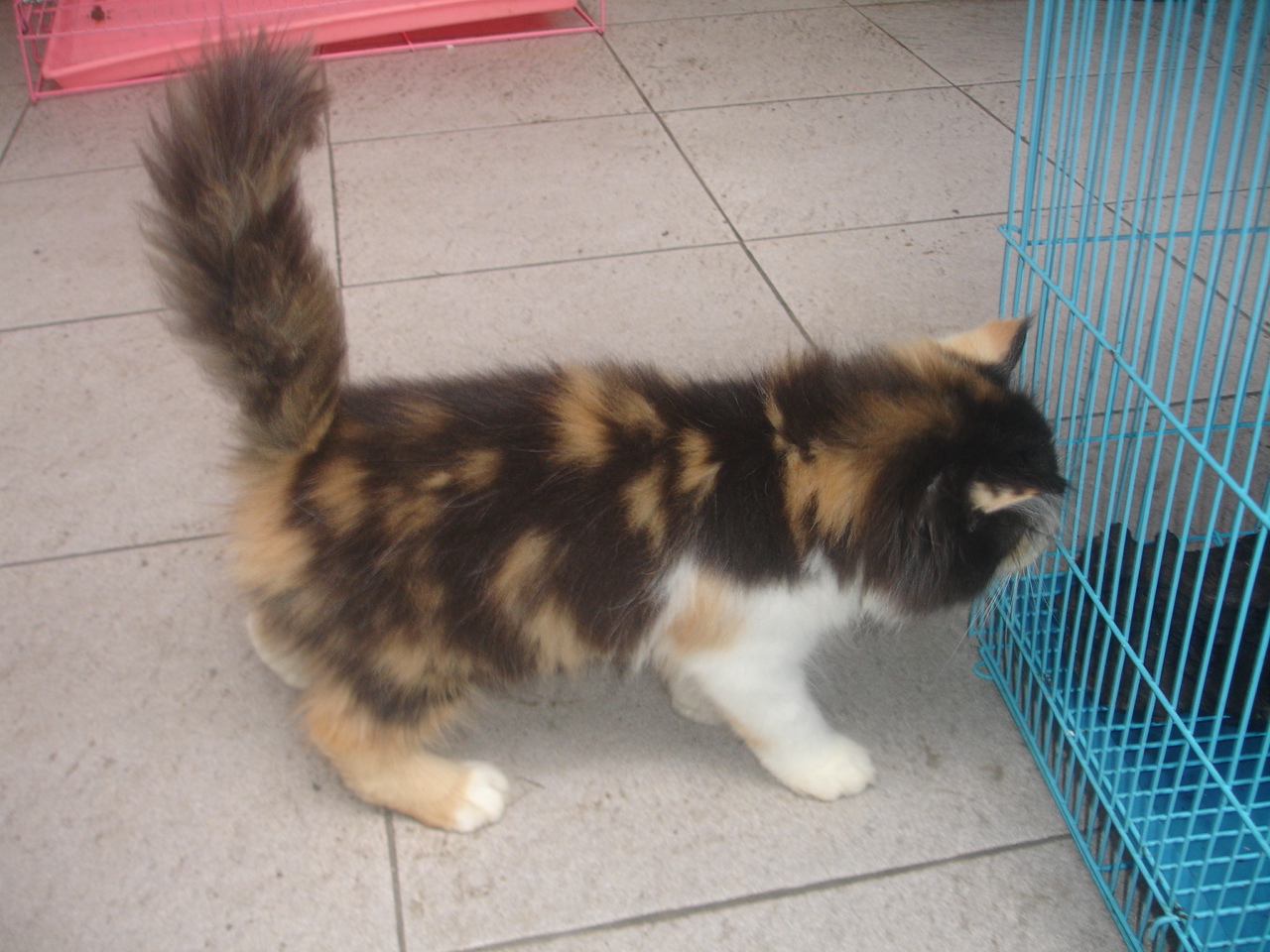 Hamster Dan Kucing Persia Murah Surabaya: DI JUAL KITTEN 