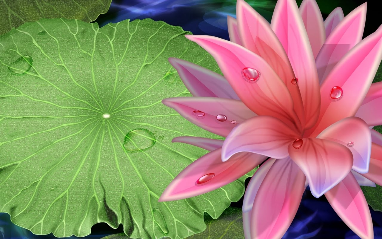 free best lotus flower wallpaper free best lotus flower background 