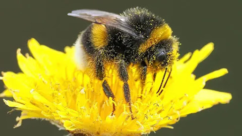 Bee-harming pesticides found in majority of English waterways