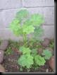 clip_image010
