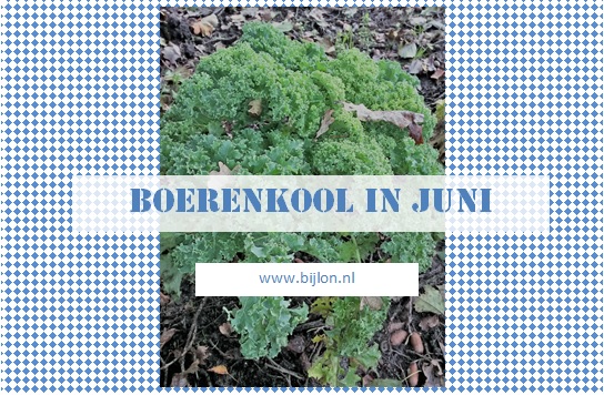 https://bijlon.blogspot.nl/2017/06/boerenkool-in-juni.html