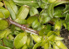 Little Mouse-ear, Cerastium semidecandrum.    Bourne Way, Hayes, 9 April 2016.