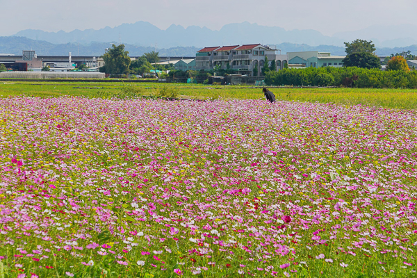 台中霧峰五福社區花海波斯菊、百日草、蕎麥花和油菜花一次滿足