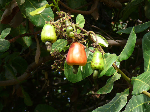 Плоды Anacardium occidentale