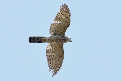 "Shikra: Accipiter badius.The shikra is a tiny raptor with short rounded wings and a slender, fairly long tail. Adults have a whitish underside with tiny rufous streaks, and grey upperparts. The lower tummy is less barred, and the thighs are white. The bird in the snap is gliding overhead."