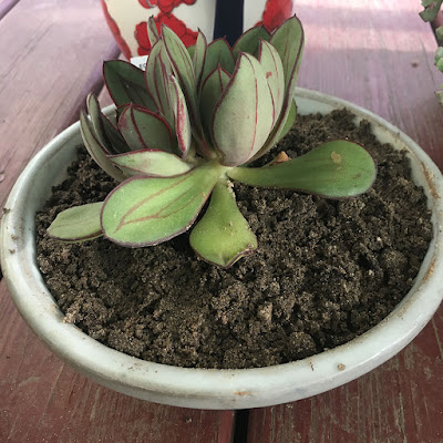 A green succulent with slightly pointed oval leaves, edged in garnet red, with fainter lines of garnet red down the center of each leaf. The plant has two centers emerging from nearly the same point, and is potted in a wide, shallow white ceramic bowl. The soil is lumpy and clearly very sandy.