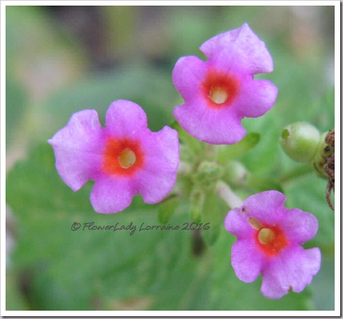 12-09-lantana