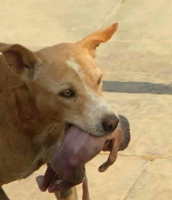 Stray dog found an abandoned baby while looking for food