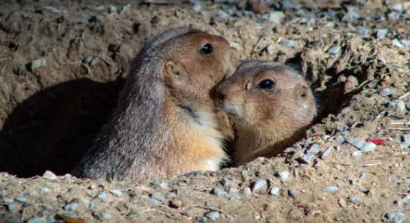 Prairie dogs