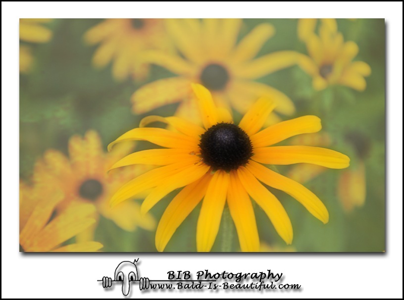 Black Eyed Susan