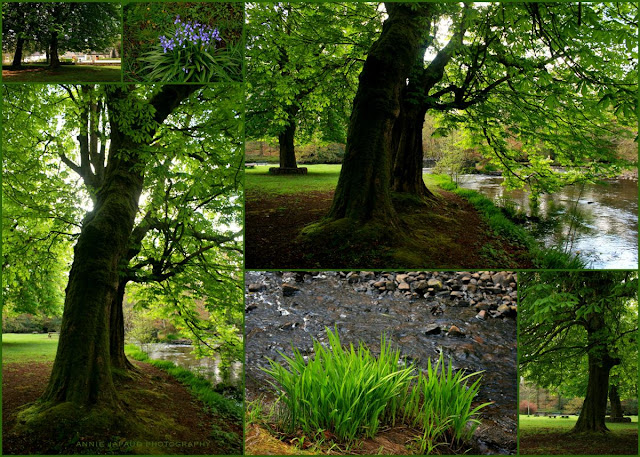 a collage of images of trees and green park