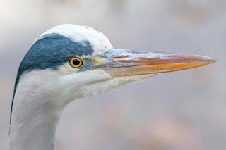 Grey Heron DFBridgeman