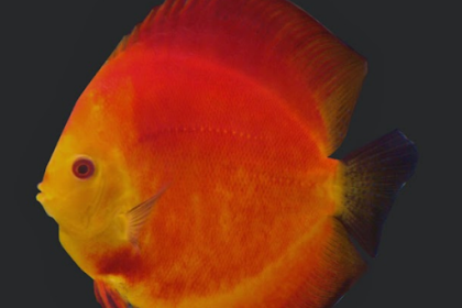 IKAN DISCUS RED MELON