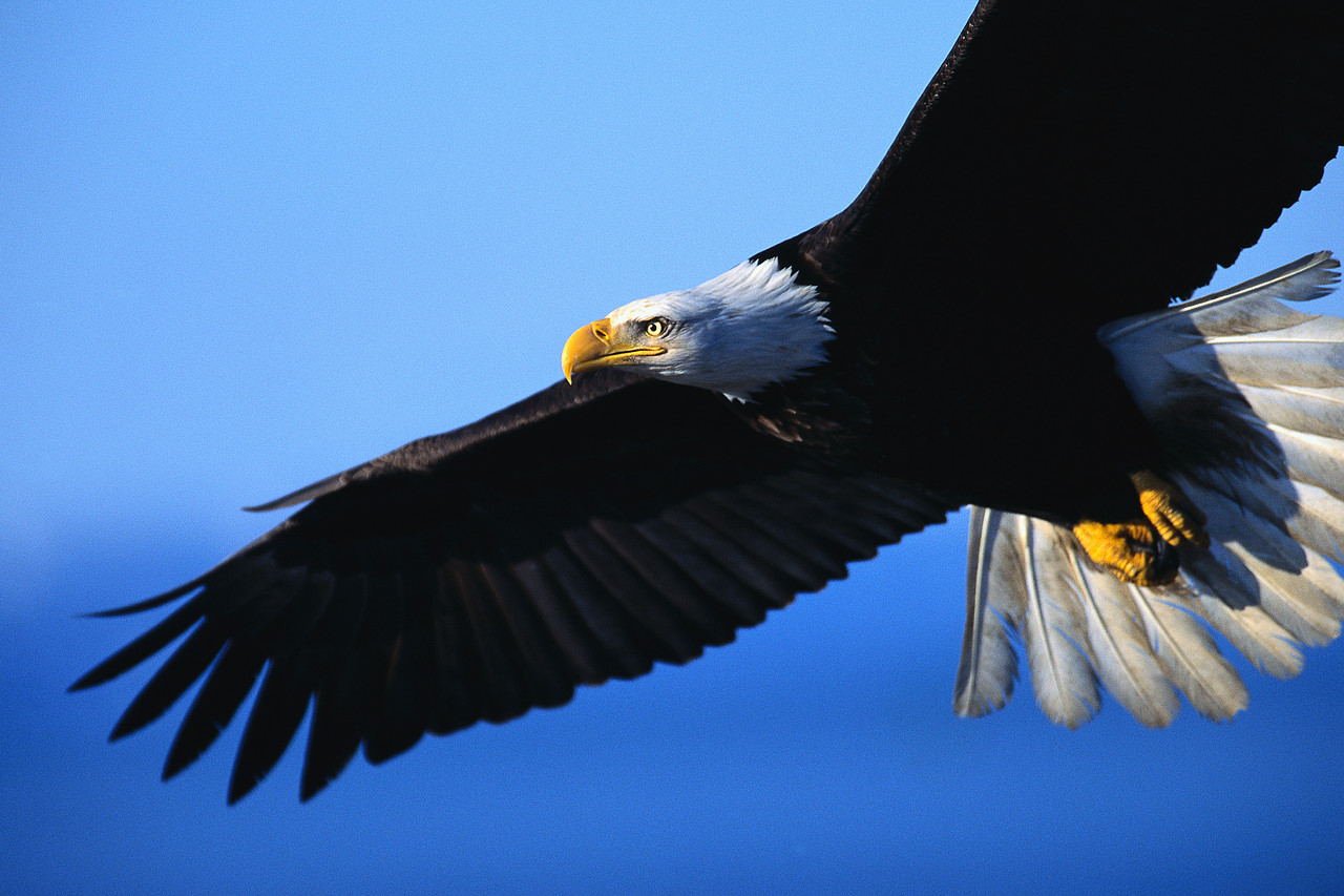 Eagle-Hawk | Fun Animals Wiki, Videos, Pictures, Stories
