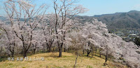 長瀞･野土山の桜がキレイだった！