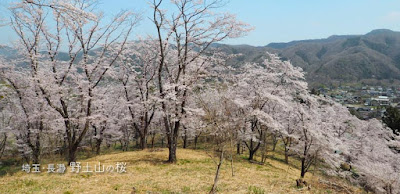 [長瀞] 野土山の桜がキレイだった！