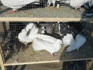 pigeons in itwar bazar for sale wah cantt