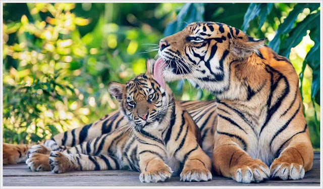 Sumatran tiger cub in Sydey
