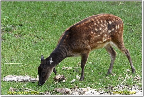 Chester Zoo - October