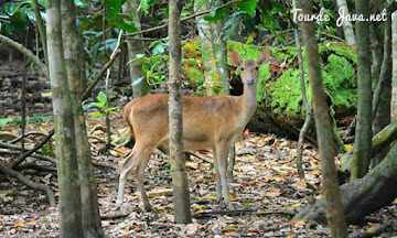 aneka ragam flora dan fauna di pulau peucang ujung kulon