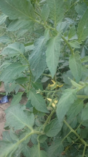 Tomatoes flowers 