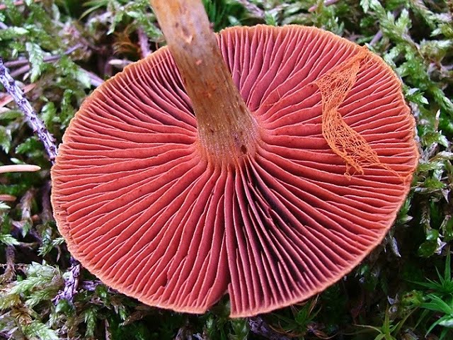 Cortinarius purpureus