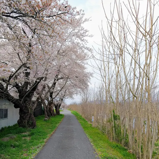 千曲川