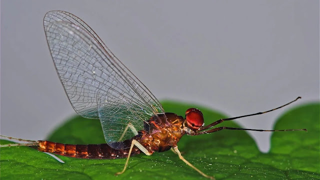 Mayflies