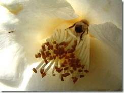 bee and ant