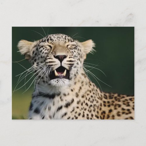 Smiling Leopard | Wildlife Photo Greeting Card