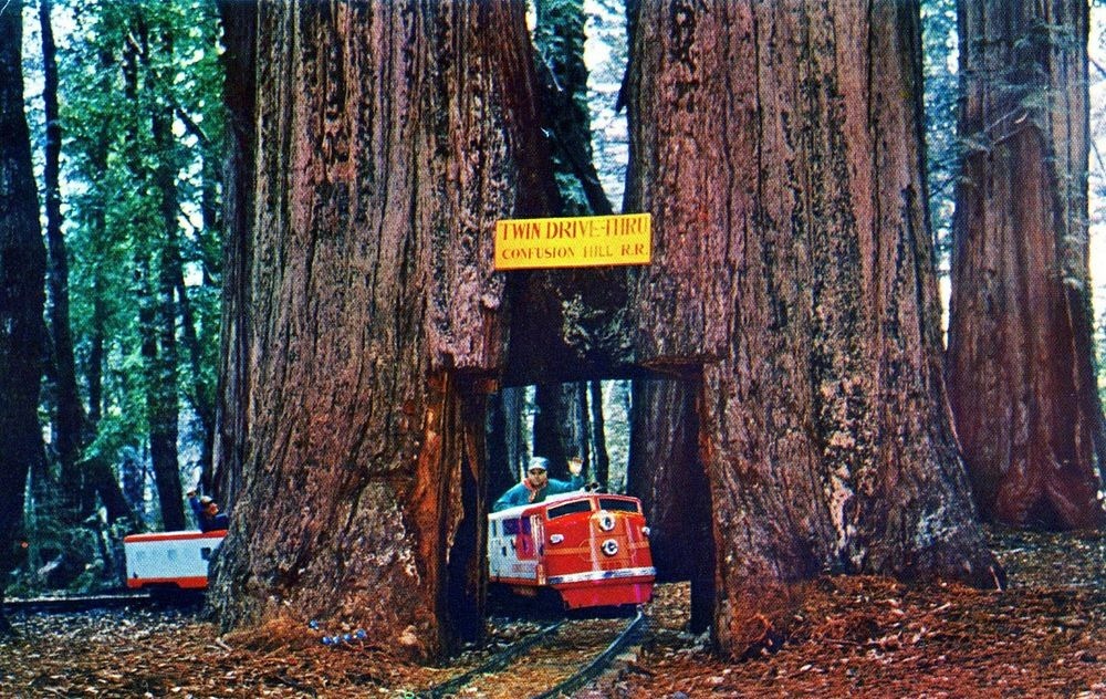 twin-drive-thru-tree-1