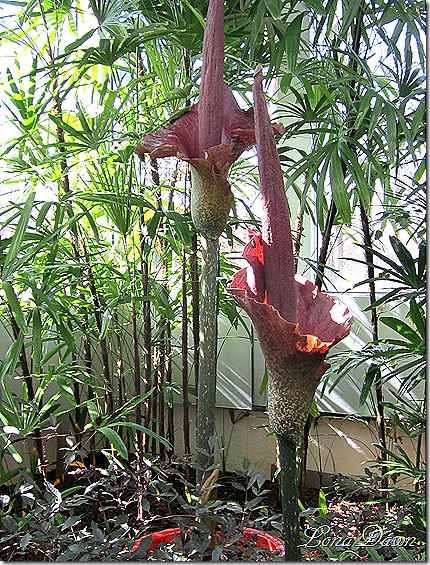 FPC_Amorphophallus_Konjac_Araceae