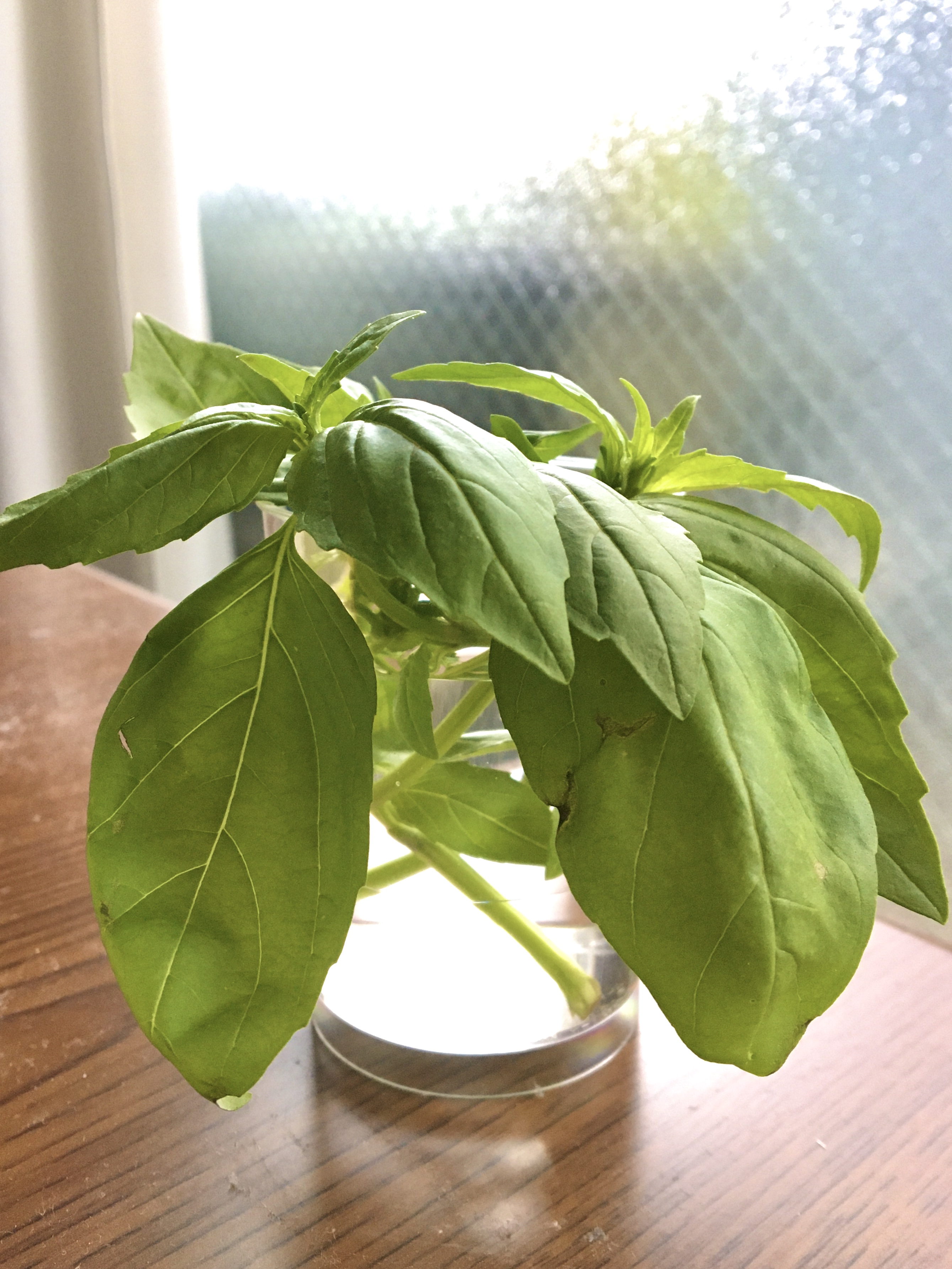 スーパーで買ったバジルを増やす 動画付き Basil Is Growing In My Kitchen Garden
