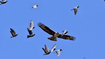 Bonelli's Eagle