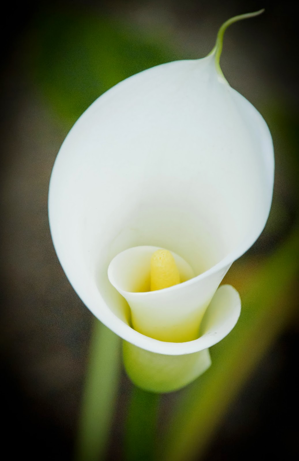 Calla Lily