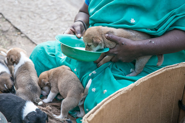 woman bangalore kr market dog pups