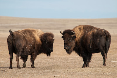 Badlands National Park: Bison