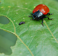 Escarabajo de las hojas del álamo (Chrysomela populi)