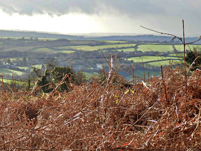 Looking across Cornish fields