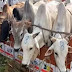 गाजीपुर में 12 पशु तस्कर गिरफ्तार, मकान से 44 क्विंतल गोमांस और हथियार बरामद