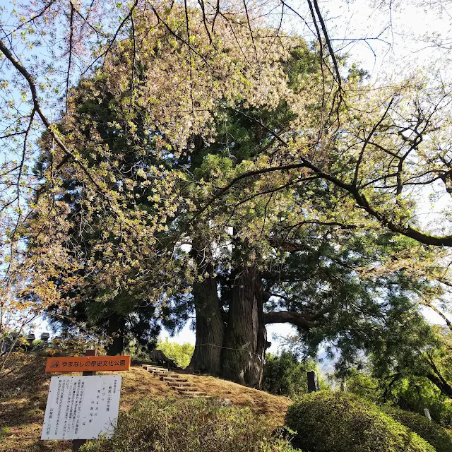 花鳥山一本杉