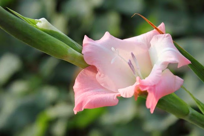 types of flowers symbolism Gladiolus Flower Plant Care | 675 x 451
