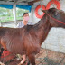 CAVALO É RESGATADO APÓS SER AMARRADO PARA MORRER AFOGADO NO AMAZONAS