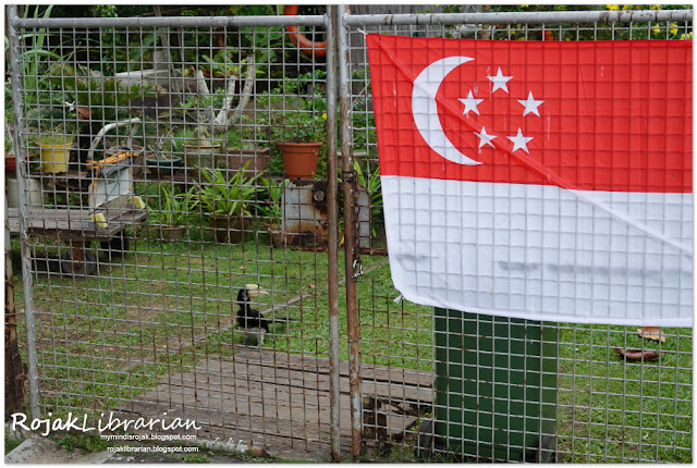 Oriental Pied Hornbill greeting me