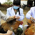 Estero. Cina: nuova aviaria, una donna di 73 anni e' la prima vittima