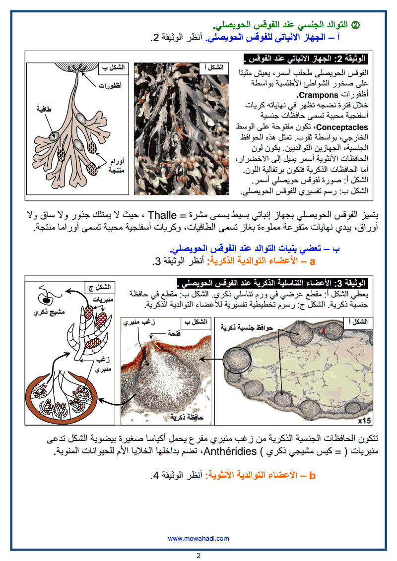 2 التوالد الجنسي عند النباتات اللازهرية